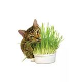 Tohumcumm Kedi Çimi Tohumu 100 Gram Tohum Çim Tohumu Kedi Otu Tohumu