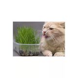 Tohumcumm Kedi Çimi Tohumu 30 Gram Ithal Kedi Çimi Tohumu