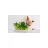 Tohumcumm Kedi Çimi Tohumu 50 Gram Tohum Çim Tohumu + Saksı Toprak
