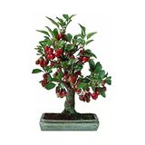 Tohumcumm Kiraz Bonzai Ağacı Tohumu 5 Adet Bonsai Ağacı Tohumu