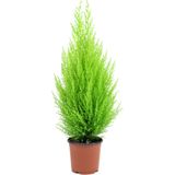 Tohumcumm Limon Servi Ağacı Tohumu 20 Adet Tohum - 1 Paket