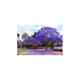 Tohumcumm Nadir Jakaranda Ağacı Tohumu 10 Adet Tohum Jacaranda Mimosifolia