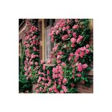 Tohumcumm Pembe Sarmaşık Gül Tohumu Pembe Gül Tohumu 5 Adet Tohum + Hediye Tohum