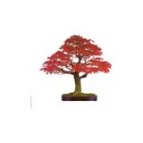 Tohumcumm Red Maple Bonzai Ağacı Ekim Seti 5 Adet Tohum Saksı Toprak Kombin