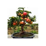 Tohumcumm Tohum Bodur Bonsai Elma Ağacı Tohumu 5 Adet