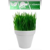 Tohumcumm Tüy Yumağı Önleyici Doğal Kedi Çimi Tohumu (Tohum,toprak,saksı) - 1 Paket