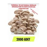 TohumGübre 2000 Adet Istiridye Kavak Mantarı Tohumu + Ekim Poşetleri + Eğitim Kılavuzu ve Hediye Üzüm Tohumu