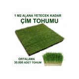 TohumGübre Kedi Çimi Tohumu 1 M2 ( Ortalama 10.000 Adet )