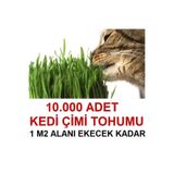 Tohumgübre Kedi Çimi Tohumu (Ortalama 10.000 Adet)
