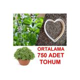 Tohumgübre Ortalama 750 Adet Yeşil Top Reyhan Tohumu