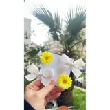 Toka Perisi Kız Çocuk Sarı Papatya Kurdela Toka Seti(3cm metal klips)