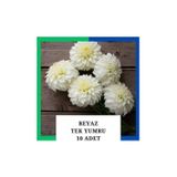 Tokasya Yıldız Çiçeği (Dahlia) Soğanı/yumrusu - Beyaz 1 Yumru (10 Adet)