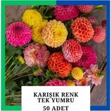 Tokasya Yıldız Çiçeği (Dahlia) Soğanı/yumrusu - Karışık 1 Yumru (50 Adet)