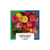 Tokasya Yıldız Çiçeği (Dahlia) Soğanı/Yumrusu - Karışık 5 Adet