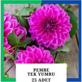 Tokasya Yıldız Çiçeği (Dahlia) Soğanı/yumrusu - Pembe 1 Yumru (25 Adet)