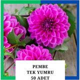 Tokasya Yıldız Çiçeği (Dahlia) Soğanı/yumrusu - Pembe 1 Yumru (50 Adet)