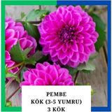 Tokasya Yıldız Çiçeği (Dahlia) Soğanı/yumrusu - Pembe 4-5 Yumru (3 Adet)