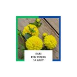 Tokasya Yıldız Çiçeği (Dahlia) Soğanı/yumrusu - Sarı 1 Yumru (10 Adet)