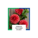 Tokasya Yıldız Çiçeği (Dahlia) Soğanı/yumrusu - Turuncu 1 Yumru (50 Adet)