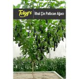 Tolgys Ithal Çin Patlıcan Ağacı Tohumu / 25+ Adet Tohum