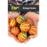 Tolgys Kırlangıç, Kokulu Süs Kavunu Tohumu / 20+ Adet Şamama Tohumu