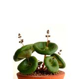 Tolgys Nadir Şemsiye Çiçeği Crassula Umbrella Tohumu 5 Adet Tohum