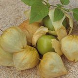 Tomatillo Tohumu