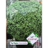 Top Feslegen (Top Reyhan) Tohumu 100 Adet