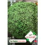 TOP REYHAN (FESLEĞEN) TOHUMU 100 AD TOHUM