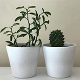 Topsan Yume Beyaz Kaktüs Ve Sukulentlik 2'li Saksı
