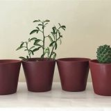 Topsan Yume Bordo Kaktüs Ve Sukulentlik 4'lü Saksı