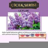 Toptan Aşk-I Sermest Beyaz Ahşap Standlı 30 Adet 8 ml Magnolia Araç Parfümü Oto Araba Kokusu - SKU 5887240