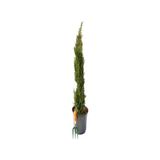 Toptan Budur Videolu Kara Selvi Fidanı 1 Adet Dikime Hazır Mezarlık Ağacı 35-65 cm Saksılı (Black Pine Sap - .
