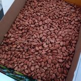 Toptan Gün Kurusu Kayısı Çekirdeği 25 kg