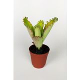 Toptan Kaktüs Aşkın Gözyaşları Çiçeği Kalanchoe Daigremontiana Yeşil Çiçekli 5.5 Cm Saksıda