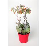 Toptan Kaktüs Bryophyllum Fedtschenkoi Kalanchoe Sukulent Lavanta Tarakları 8.5 Cm Kırmızı Saksıda