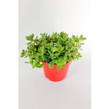 Toptan Kaktüs Crassula Rogersii sarkan sukulent minik yeşil kadife yapraklı 8.5 kırmızı saksıda