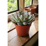 Toptan Kaktüs Echeveria Chihuahuaensis – Koleksiyonluk Sukulent –8.5 cm Saksıda