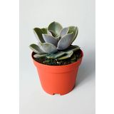 Toptan Kaktüs Echeveria Pollux rozet sukulent özel tür 8.5 kırmızı saksıda