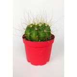 Toptan Kaktüs Echinopsis Aurea Özel Tür Kaktüs Büyük Boy Uzun Sarı Dikenli 8.5 cm Kırmızı Saksıda