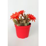 Toptan Kaktüs Echinopsis Chamaecereus Yılan Kaktüs Parmak Kaktüs Kırmızı Çiçek Açan Kaktüs Özel Tür 8.5 Cm Kırmızı