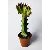 Toptan Kaktüs Euphorbia Lactea Cristata Variegata – Dark Rim – 5.5 cm Saksıda