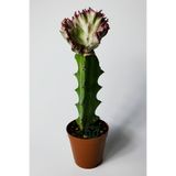 Toptan Kaktüs Euphorbia Lactea Cristata Variegata – Özel Seri Koleksiyon Aşılı