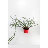 Toptan Kaktüs Euphorbia Tirucalli Kalem Kaktüs Özel Tür Nadide Kaktus Tekli Kaktüs 8.5 cm Saksıda