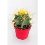 Toptan Kaktüs Ferocactus Glaucescens Sarı Dikenli Nadir Özel Tür Kaktüs Büyük Boy 12 cm Kırmızı Saksıda
