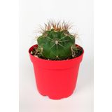 Toptan Kaktüs Gymnocalycium Marquezii Kaktüs Büyük Boy 8.5 Cm Kırmızı Saksıda
