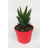 Toptan Kaktüs Haworthia Limifolia Sukulent 8.5 Cm Kırmızı Saksıda Büyük Boy