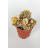 Toptan Kaktüs Mammillaria Prolifera Teksas Meme Kaktüsü Krem Çiçek Açan Kaktüs 5.5 Cm Saksıda