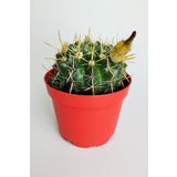 Toptan Kaktüs Notocactus Submammulosus büyük boy kaktüs sarı çiçek açan canlı parlak özel tür 8.5 cm kırmızı saksı
