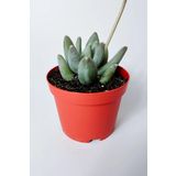 Toptan Kaktüs Pachyphytum Diamond dekoratif etli yapraklı sukulent 8.5 kırmızı saksıda